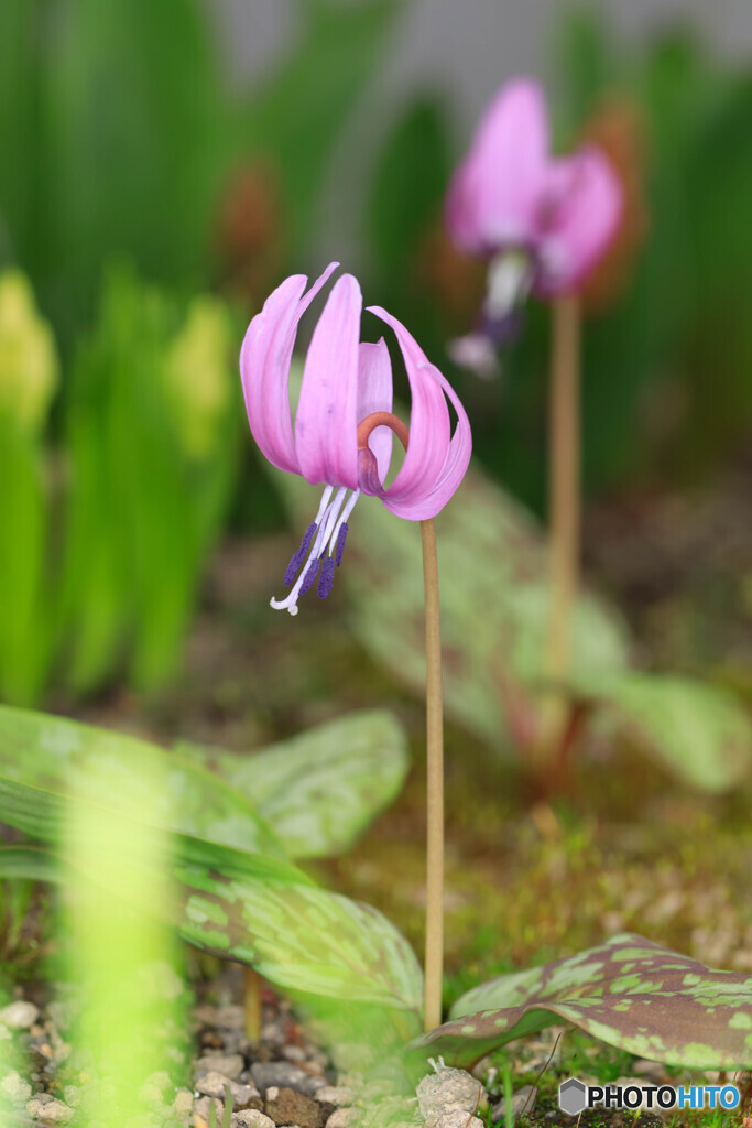 庭の花2024_10