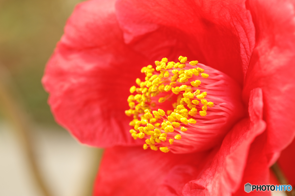 温室の花Ⅱ