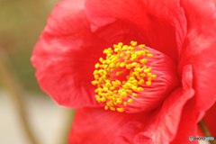 温室の花Ⅱ