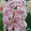 庭の花９