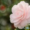 温室の花14