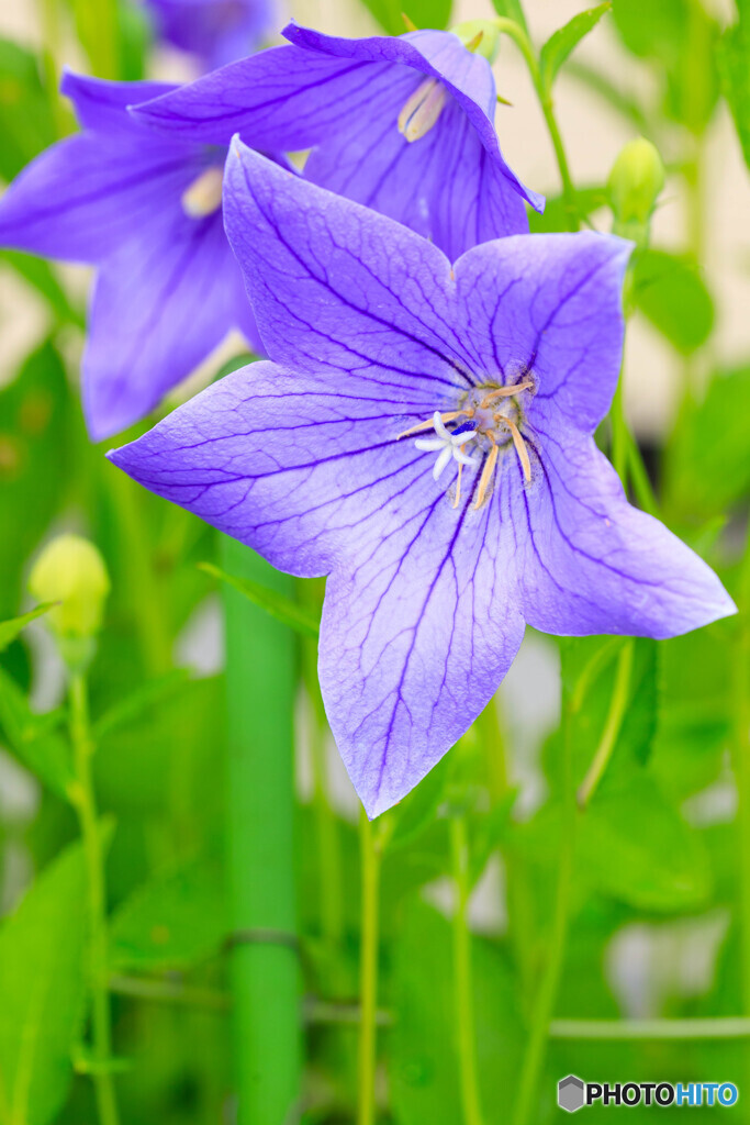 庭の花2025-32