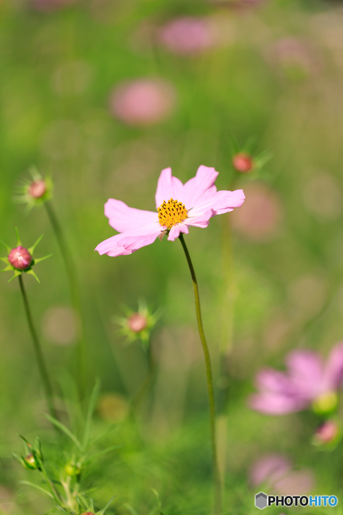 公園の花10