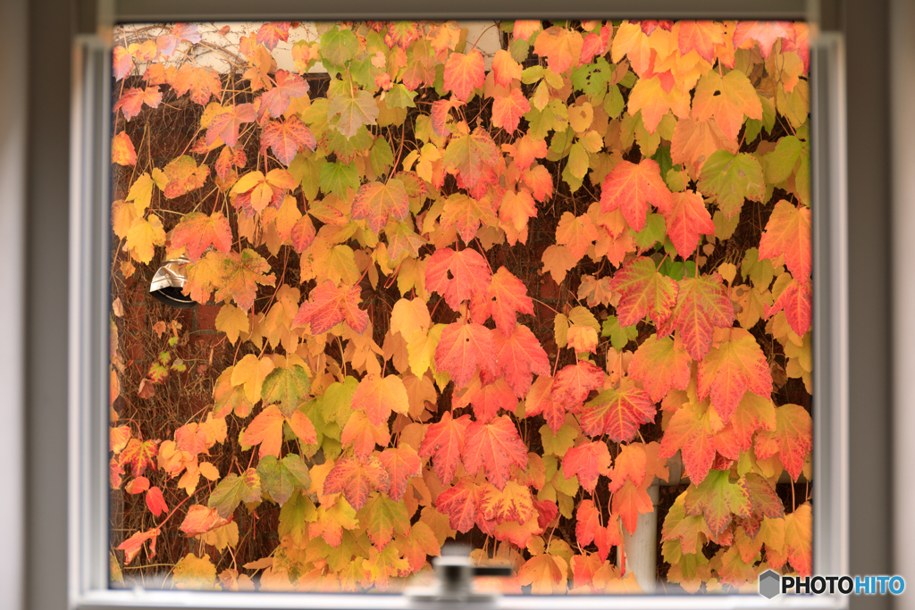 身近な紅葉