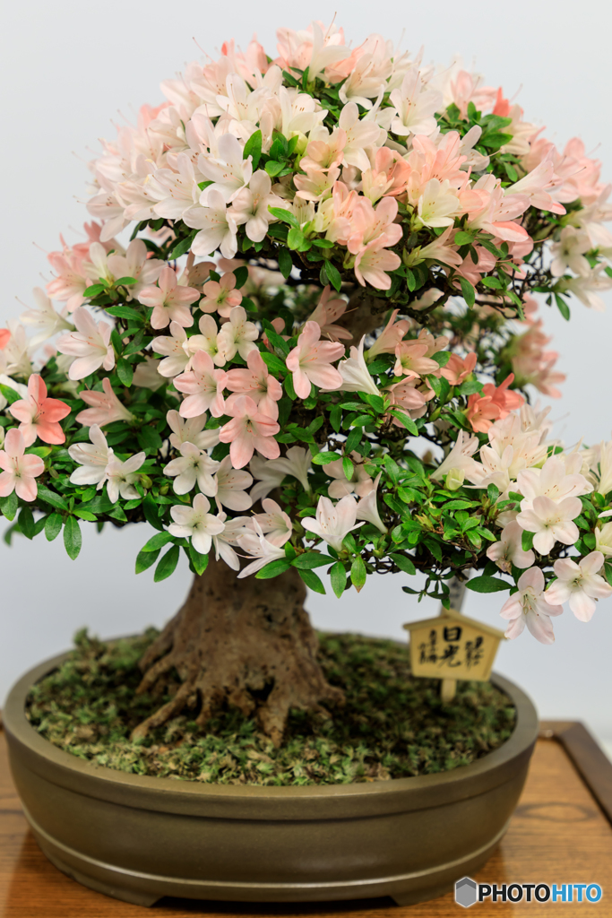 さつき展２