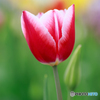 庭の花13