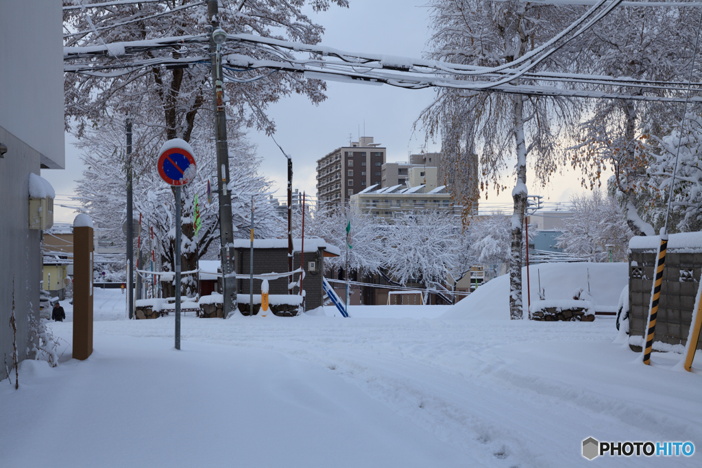 今日も雪が積もりました