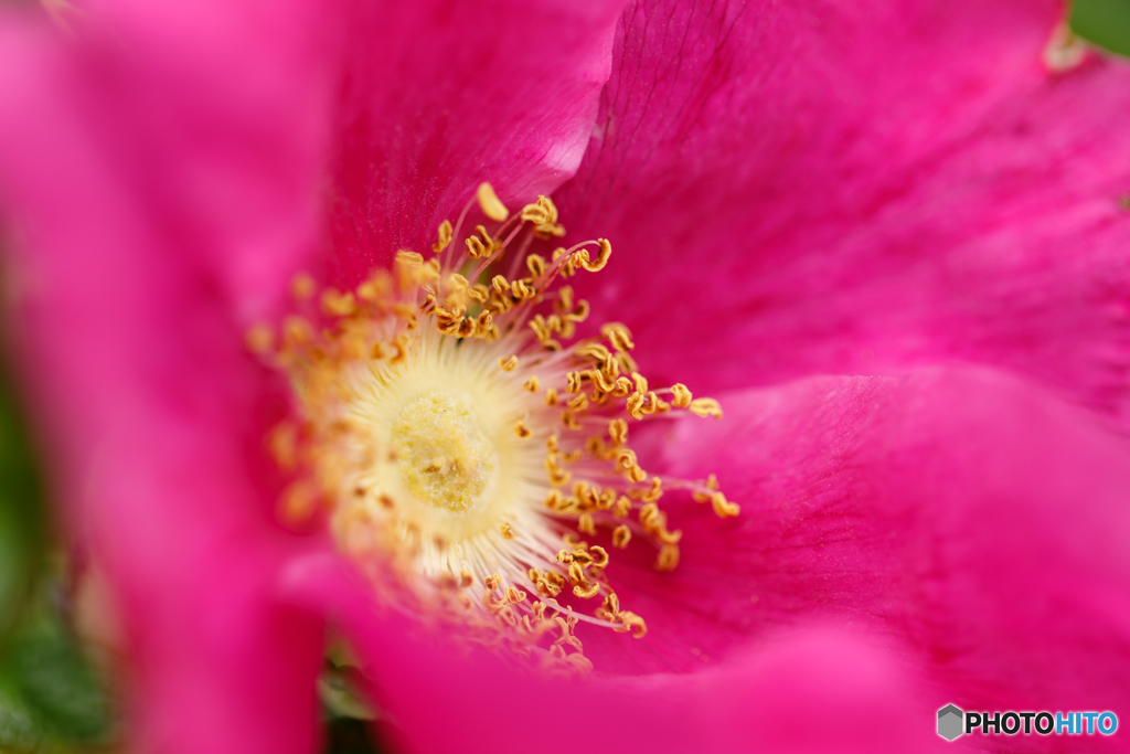 ハマナスの花