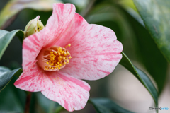 温室の花Ⅳ