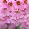 庭の花2023-08