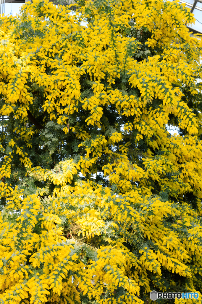 温室の花１