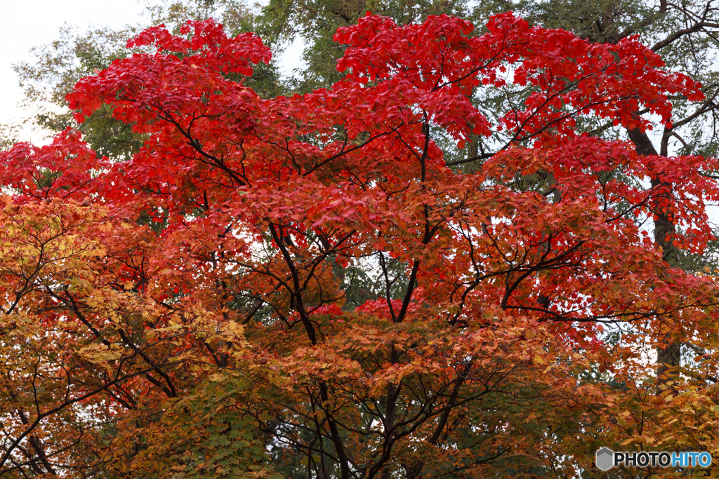 紅葉Ⅲ