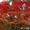 紅葉Ⅲ