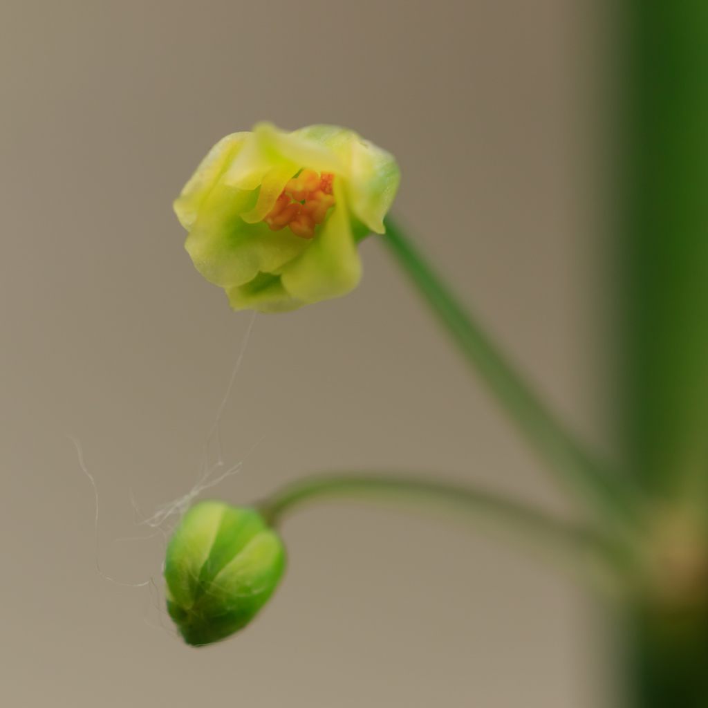 アスパラの花