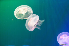 水族館２