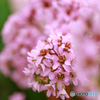 庭の花８