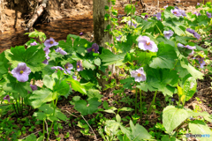 山野草１