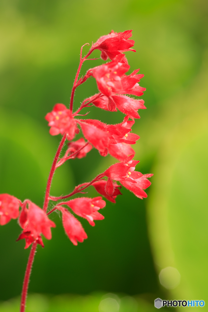 庭の花12