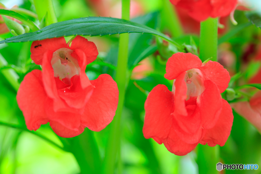 庭の花26