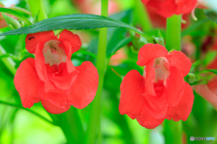 庭の花26