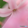 庭の花2023-10