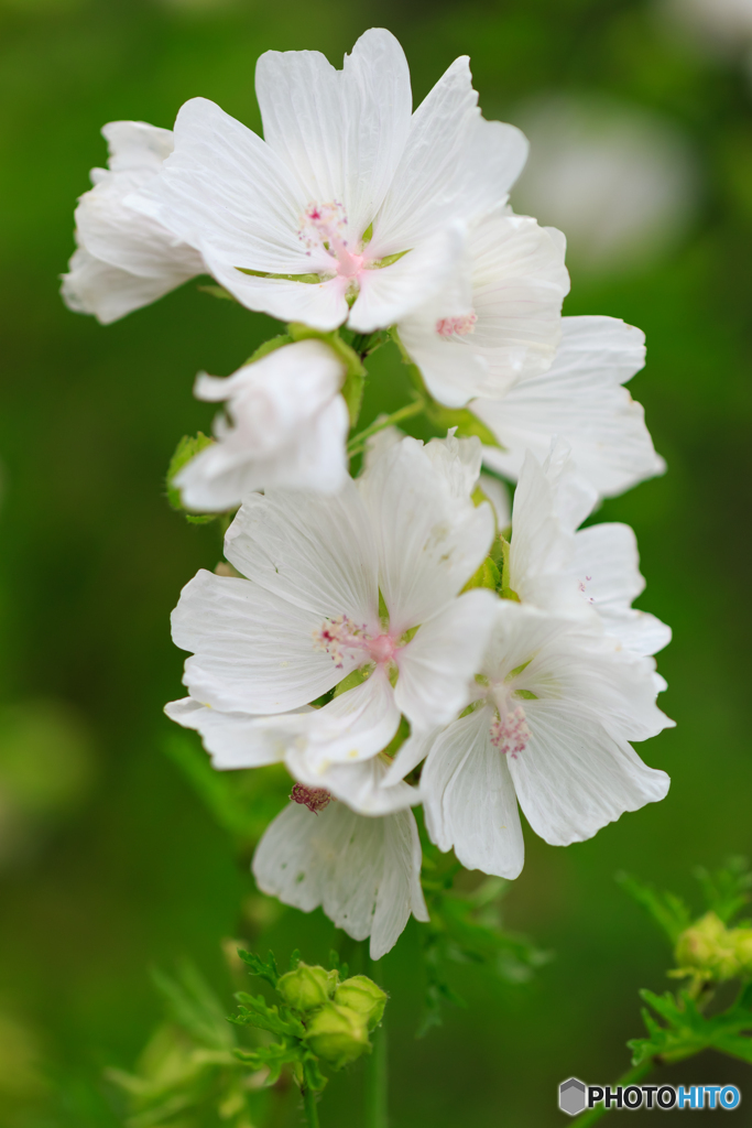 アオイ科の花