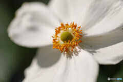 庭の花43