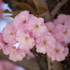 八重桜1