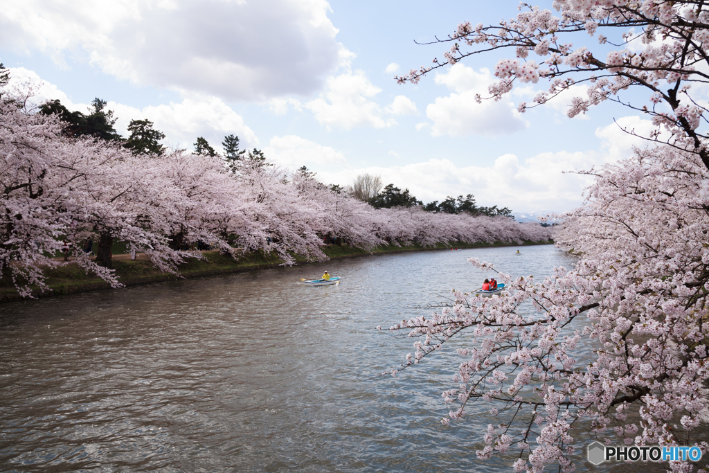 弘前城の桜Ⅲ