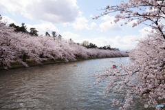 弘前城の桜Ⅲ