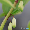 庭の花2023-20