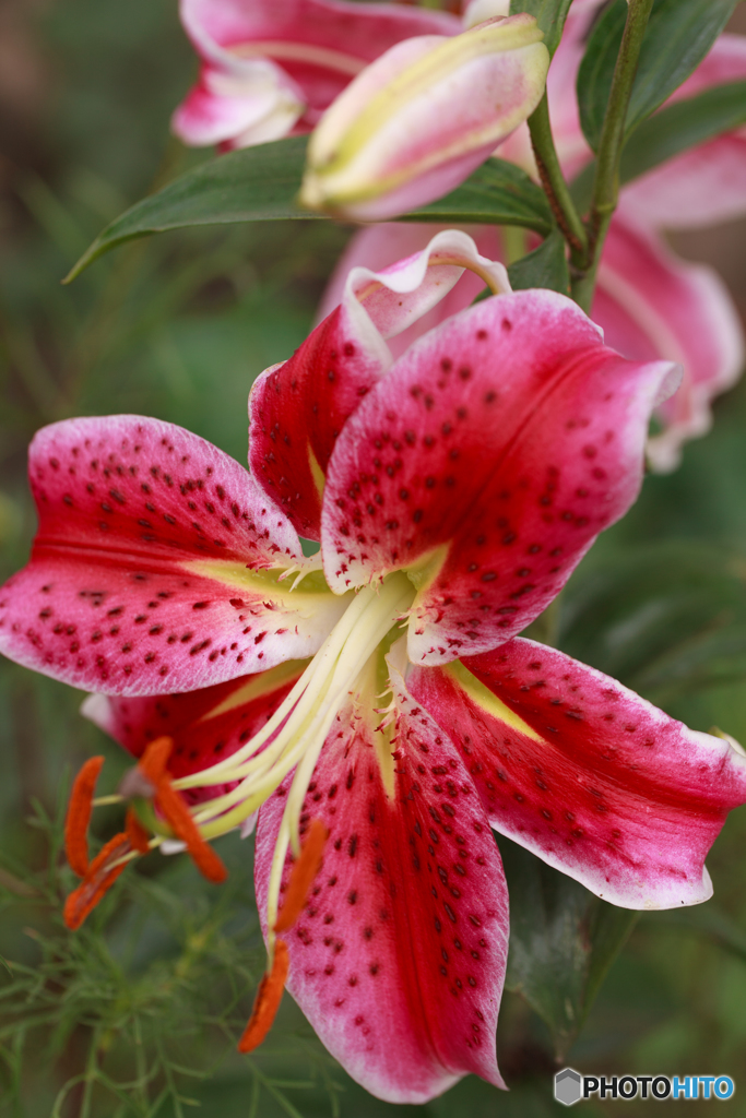 ユリの花