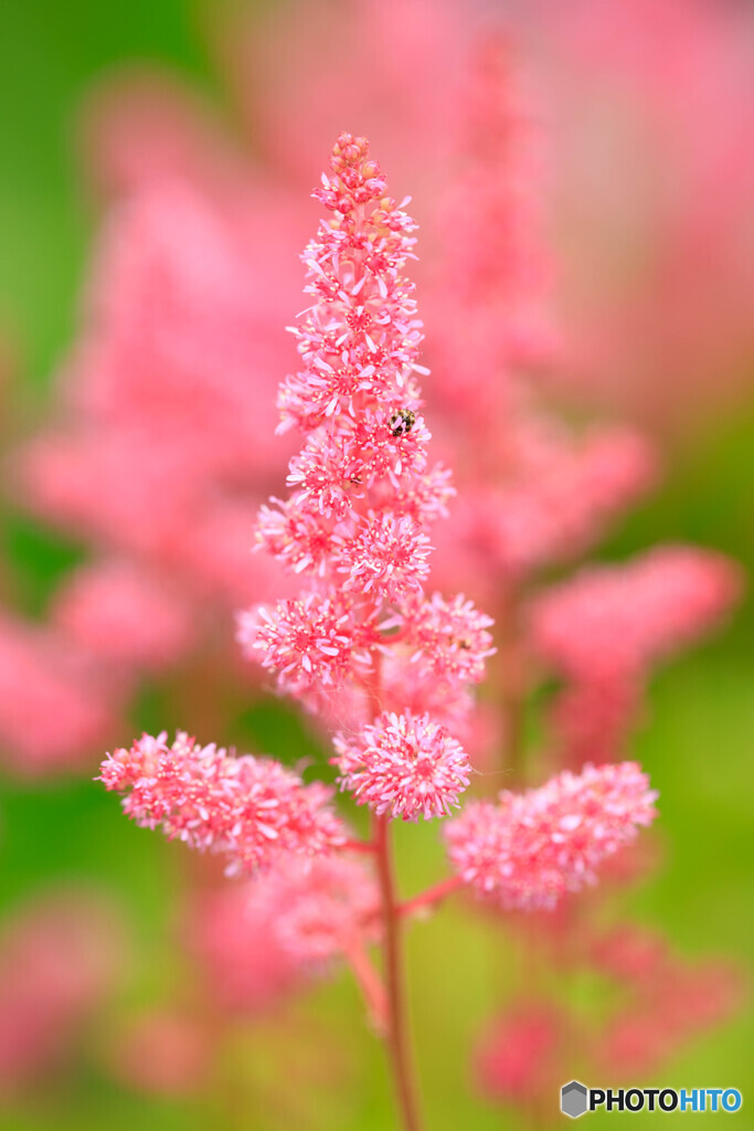 庭の花2025-23