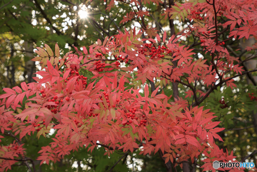 紅葉ナナカマドⅠ