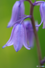 庭の花