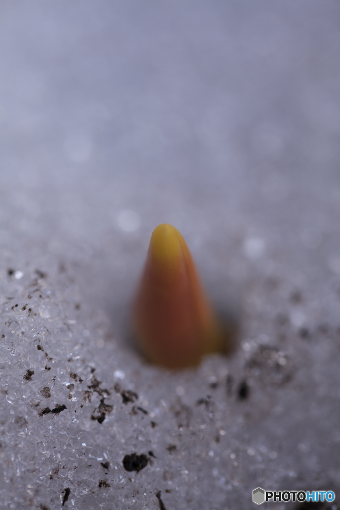 芽吹き