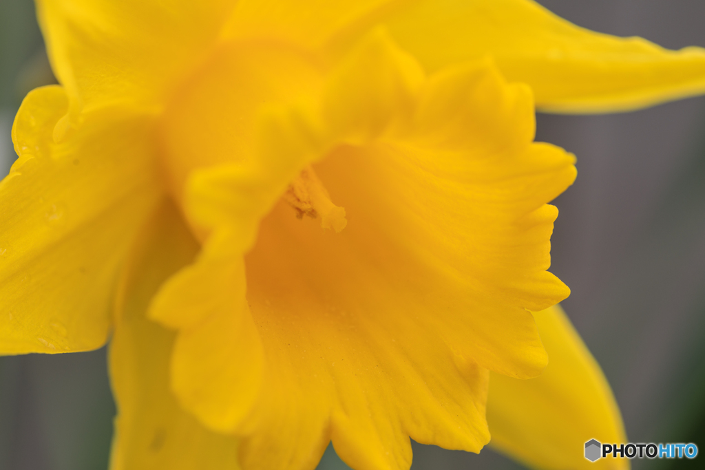 公園の花３
