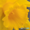 公園の花３
