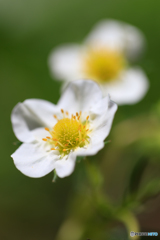 イチゴの花