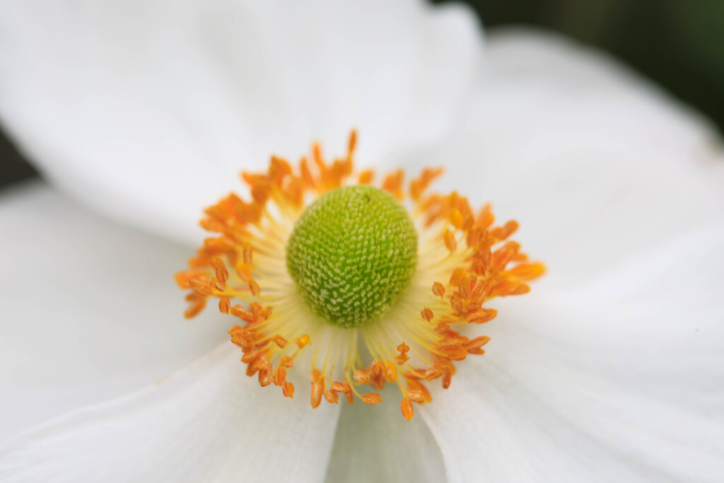 庭の花2025-35