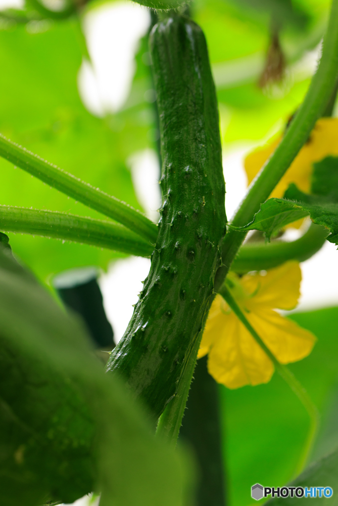 夏野菜