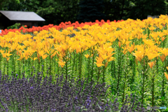 札幌百合が原公園１