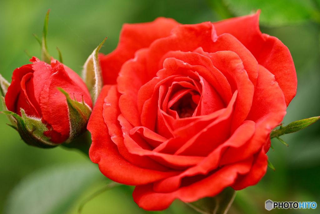 庭の花24