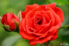 庭の花24