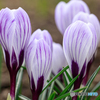 庭の花2023-04