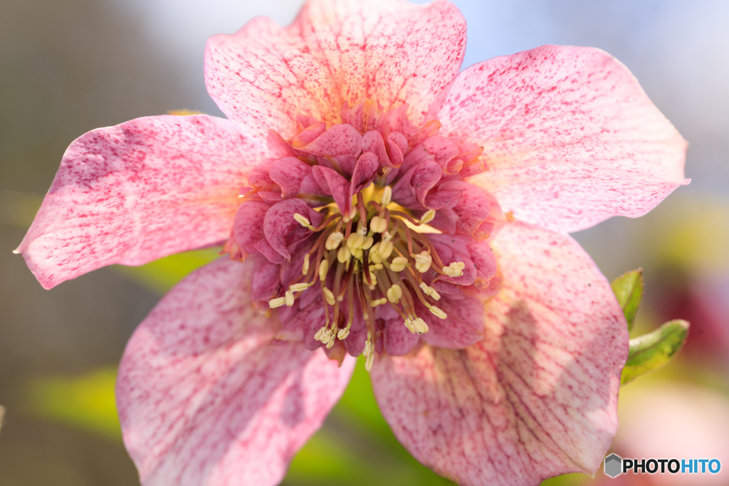 公園の花01