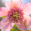 公園の花01
