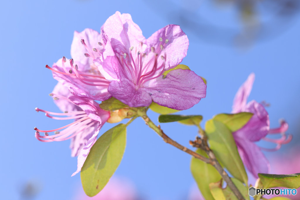 公園の花03