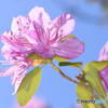 公園の花03