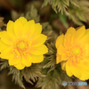 温室の花15